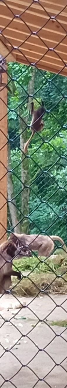 Chemnitz Zoo-开姆尼茨