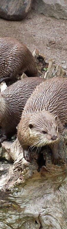 海德堡动物园-海德堡