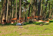 Naturwildpark Granat景点图片