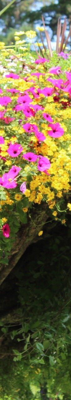 Glacier Gardens Rainforest Adventure-朱诺