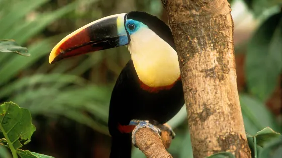 The Living Rainforest