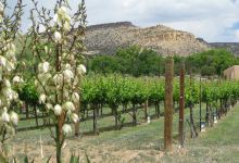 Guadalupe Vineyards景点图片