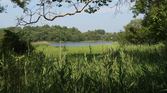 新潟縣立大潟水與森公園