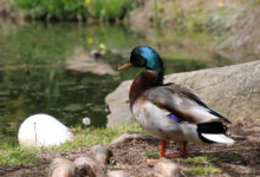 Mission Oaks Gardens景点图片