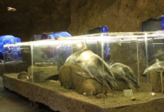 Lebanese Marine and Wildlife Museum景点图片