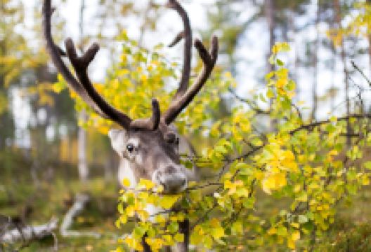 Inari Reindeer Farm景点图片