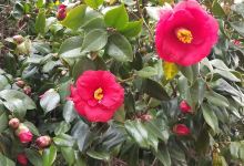 长福山景点图片