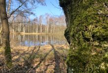 Gevoelig plekje: de plas aan het berkenbos景点图片