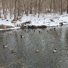 Park-Zhytomyrs'ka city council