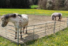Erlebnisfarm Bräunertshof景点图片