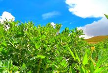 Plaza de Avaroa景点图片