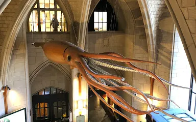 耶魯大學皮博迪自然史博物館