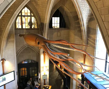 耶魯大學皮博迪自然史博物館