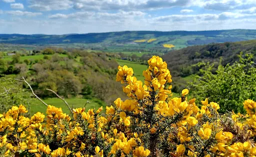 Roundton Hill