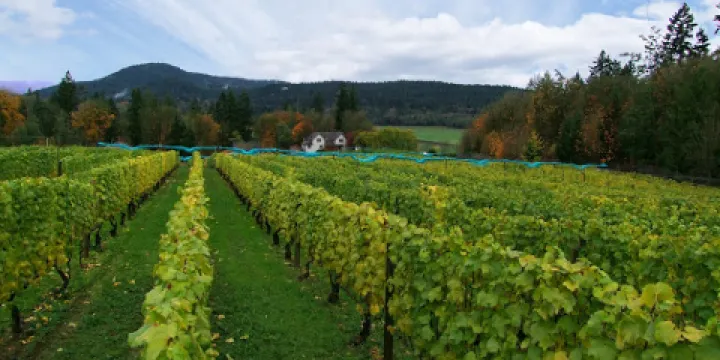 Venturi-Schulze Vineyards