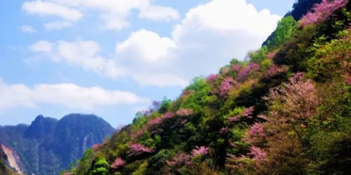 紫荊花谷