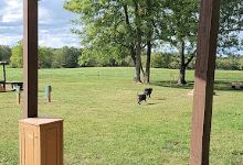 Carmi Dog Park景点图片