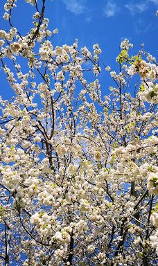 Gore Public Gardens-戈尔