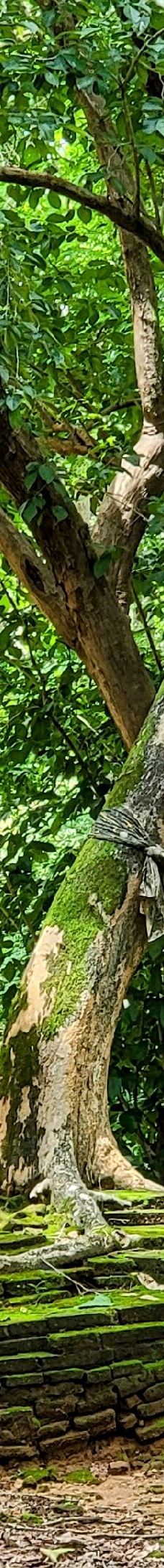 素贴山国家公园-清迈