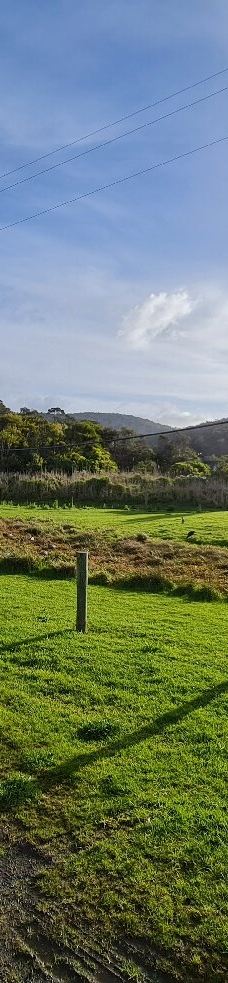 坎尼特河沿岸考拉步行道-Kennett River