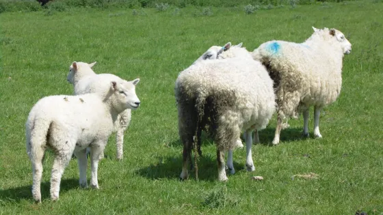 Barbury Castle Country Park