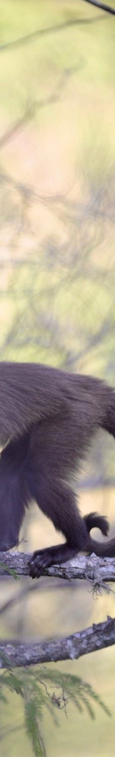 Amboro National Park-圣克鲁斯