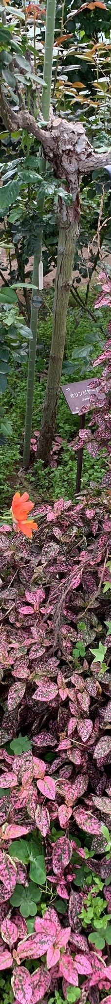 日本最大 鹿屋玫瑰园-鹿屋市