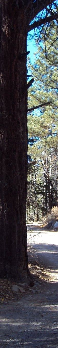 Lundy Lake-莫诺县