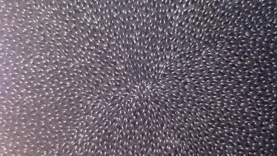 Western Desert Art Movement