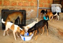 Animal Shelter Agonda景点图片