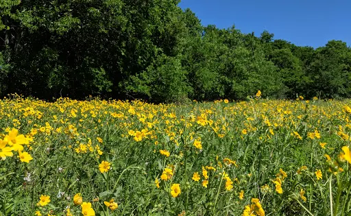 Onion Creek Greenbelt