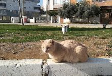 Çocuk Bahçesi景点图片