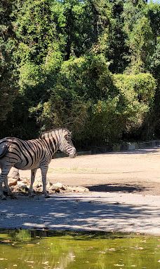 海德堡动物园-海德堡