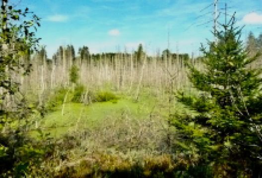 Arrisrieder Moos景点图片