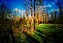 Bois des Forts景点图片
