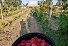 Childers' Raspberry Farm景点图片