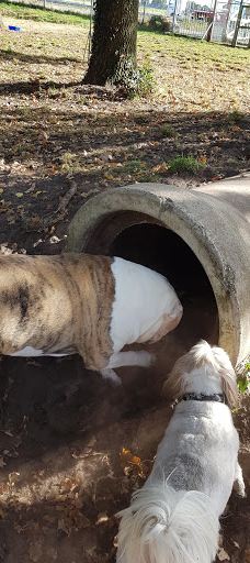 Stichting Hondenspeeltuin Hoogeveen-霍赫芬