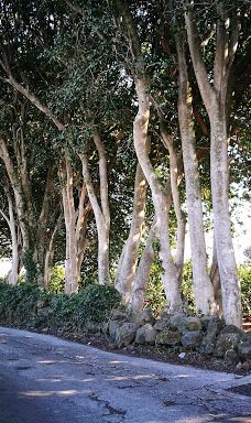 为美里山茶树群-西归浦市