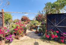 Vivero Jardin del Bonsai El Salvador购物图片
