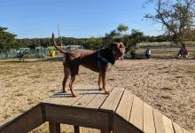 Jackson Dog Park景点图片