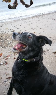 Åbent skovareal ved Nyborg-尼堡