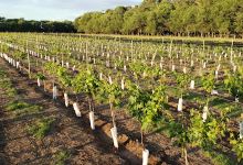 Viñedo y Bodega El Rastro景点图片