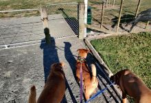 Dog exercise area景点图片