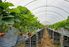 Strawberry Picking in Khaoyai景点图片