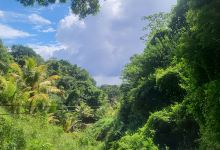 Jungle Top Adventures Zipline景点图片