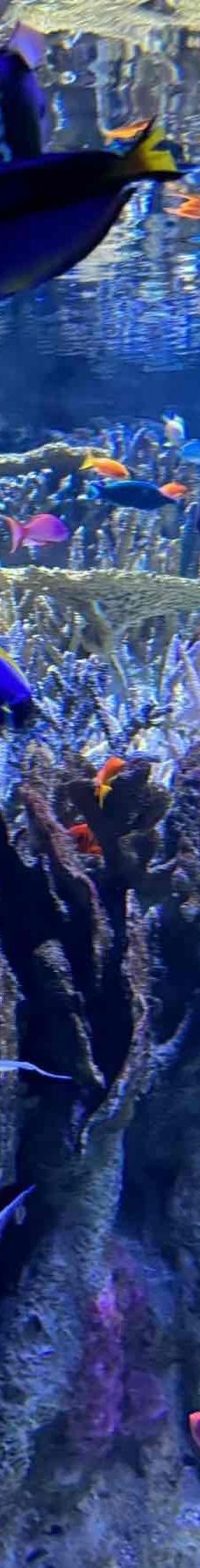 新英格兰水族馆-波士顿-YoYo_4P4L9F6V