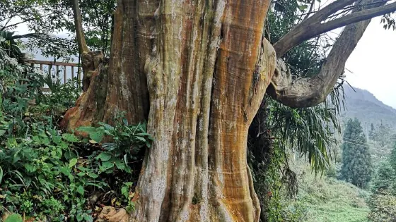 百里杜鵑千年紫薇園景區