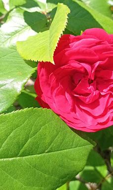 Městský park Chomutov-霍穆托夫