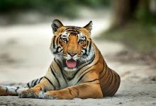 Jim Corbett Safari景点图片