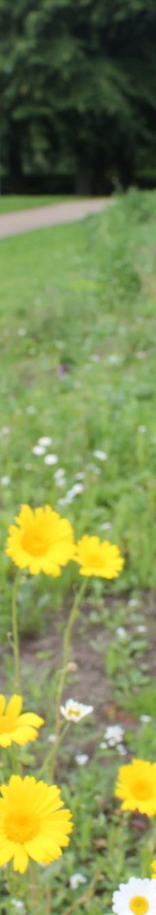 维多利亚公园-贝尔法斯特